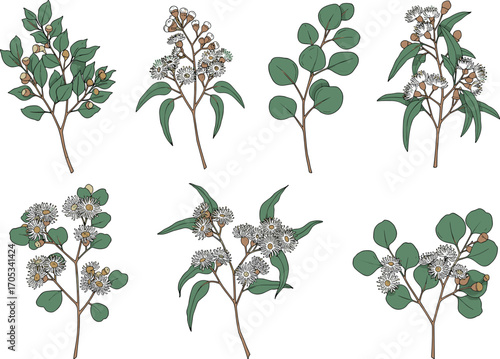 Eucalyptus botanical illustration with leaves, buds, and flowers in bloom stages for nature education, plant identification, and seasonal design use