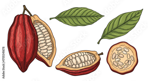 Delicious cocoa beans and fresh green leaves illustration.