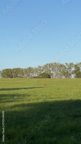 A gazelle on the green grass