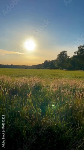 sunset over the field