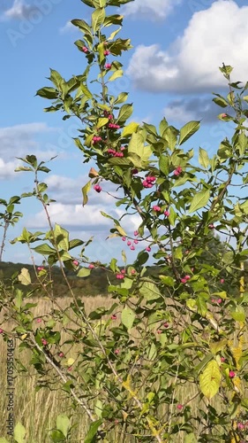 Apple tree at sunset