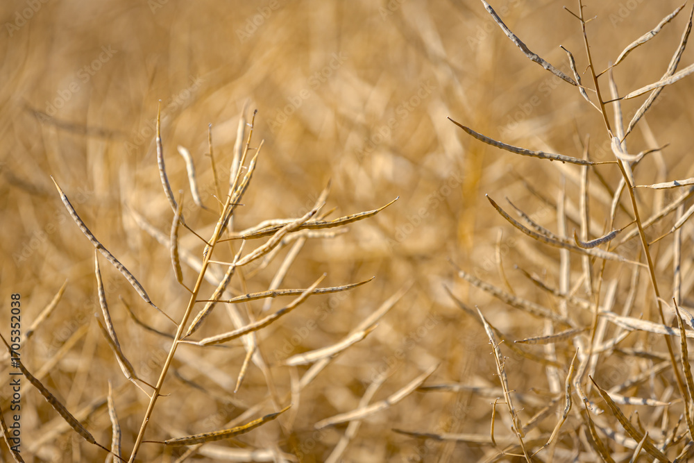 Fototapeta premium Rapeseed field, mature canola pods