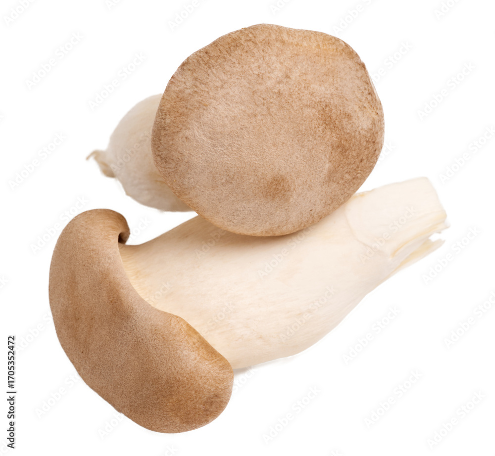 Fototapeta premium King oyster mushroom Pleurotus eryngii