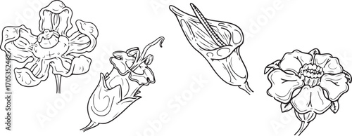 fairy illustration drawing, hand drawn fantasy character, black and white fairy art, magical creature sketch, whimsical fantasy artwork, fairy tale illustration set, fantasy character collection

