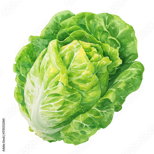 Lettuce, watercolor vector, isolated on a white background.