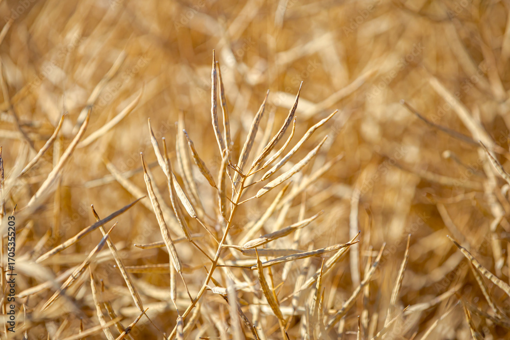Fototapeta premium Rapeseed field, mature canola pods