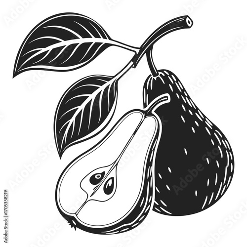 vector illustration of pears