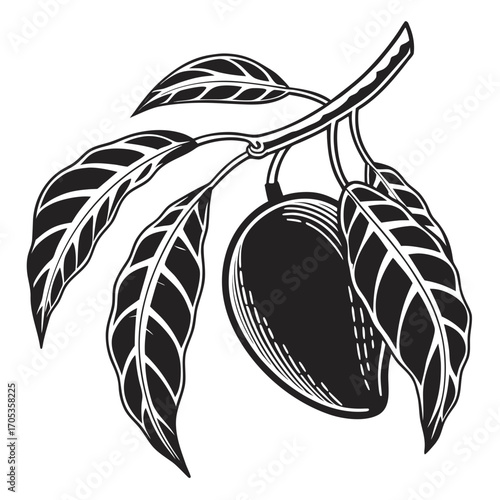 vector illustration of an olive branch