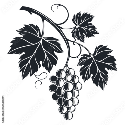 grapes vector illustration