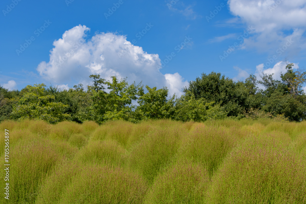 Obraz premium 夏空に映える緑のコキア畑と雲