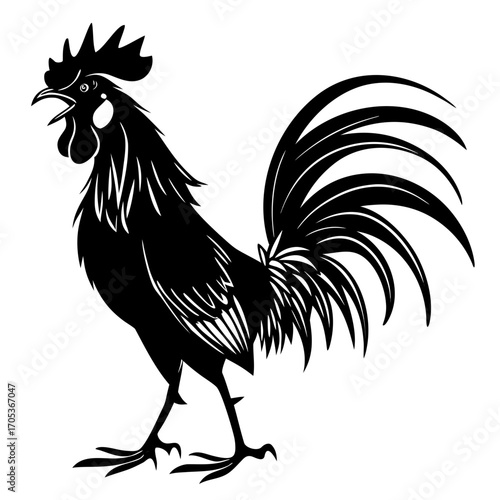 rooster isolated on white background