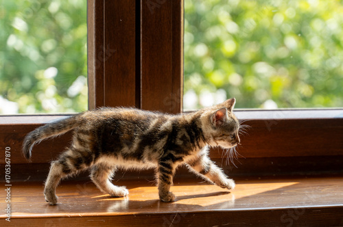 Small tabby playful baby kitten walking on the windowsill
