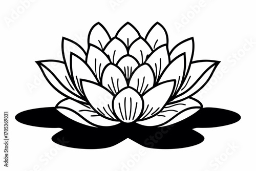 Water lily isolated on white