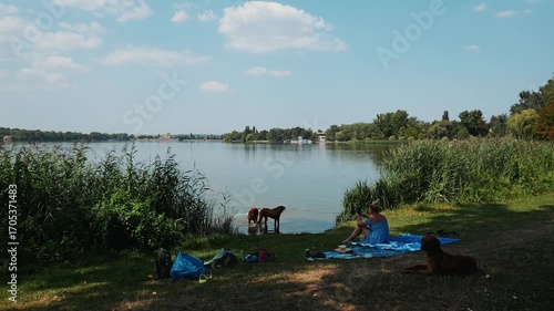Wallpaper Mural Slow motion video of a woman sitting on a towel by a lake surrounded by reeds, while two of her three purebred dogs swim in the water on a sunny summer day Torontodigital.ca