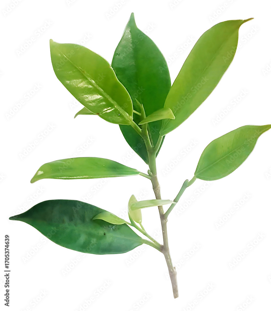 Fototapeta premium Fresh Green Leaves Isolated on White Background for Design Uses
