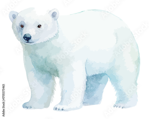 Watercolor polar bear with snow vector illustration isolated on white background