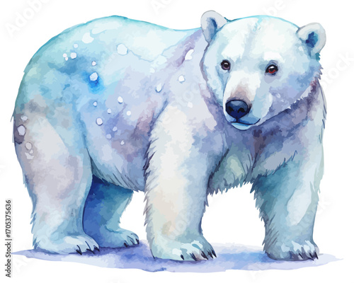 Watercolor polar bear with snow vector illustration isolated on white background
