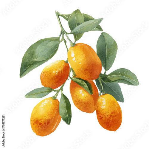 watercolor vector of Kumquat, isolated on a white background.