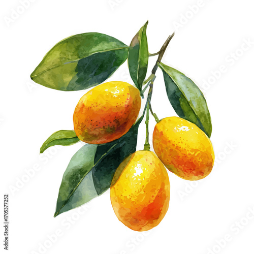 Kumquat, watercolor drawing vector, isolated on a white background.