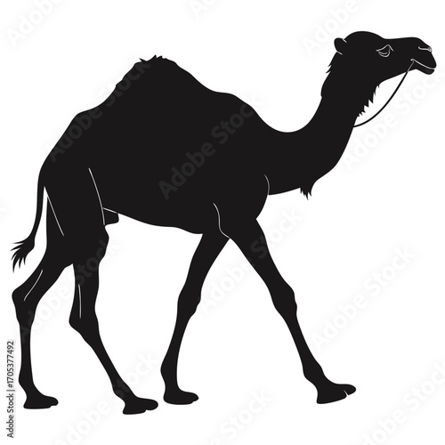 camel on the beach