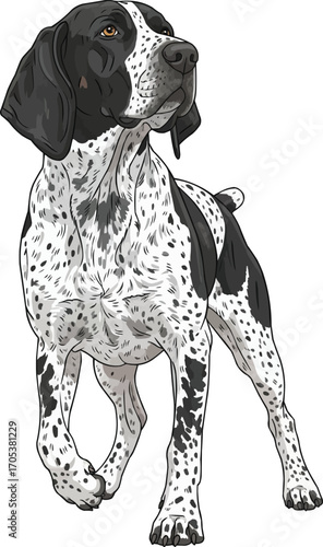 Braque d’Auvergne dog standing alert looking away illustration