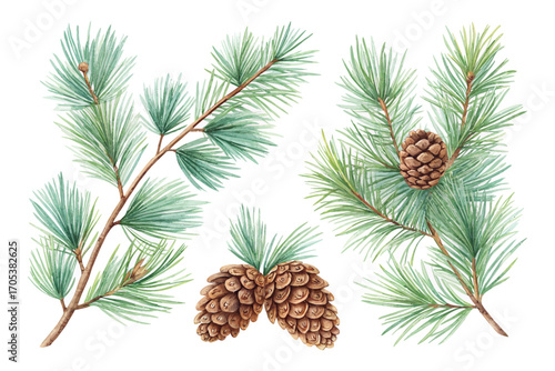 Watercolor pine branches with cones vector illustration isolated on white background