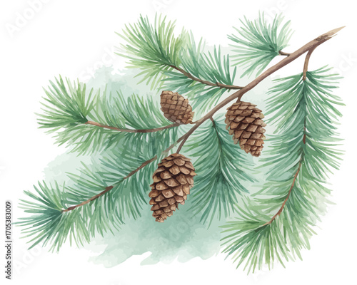 Watercolor pine branches with cones vector illustration isolated on white background