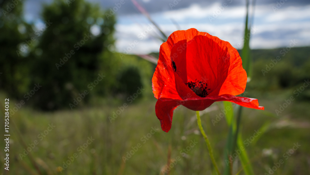 Obraz premium Common poppy (Papaver rhoeas) blooming in summer meadow field