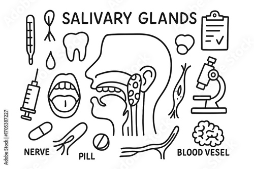 Salivary Glands Anatomy Doodle. Hand-drawn doodle illustration salivary glands anatomy salivary glands, mouth, tongue, saliva