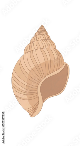 A detailed illustration of a spiral seashell.