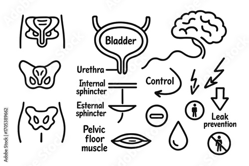Bladder Control Diagram. Hand-drawn doodle illustration bladder sphincter bladder icon, urethra, internal sphincter, external