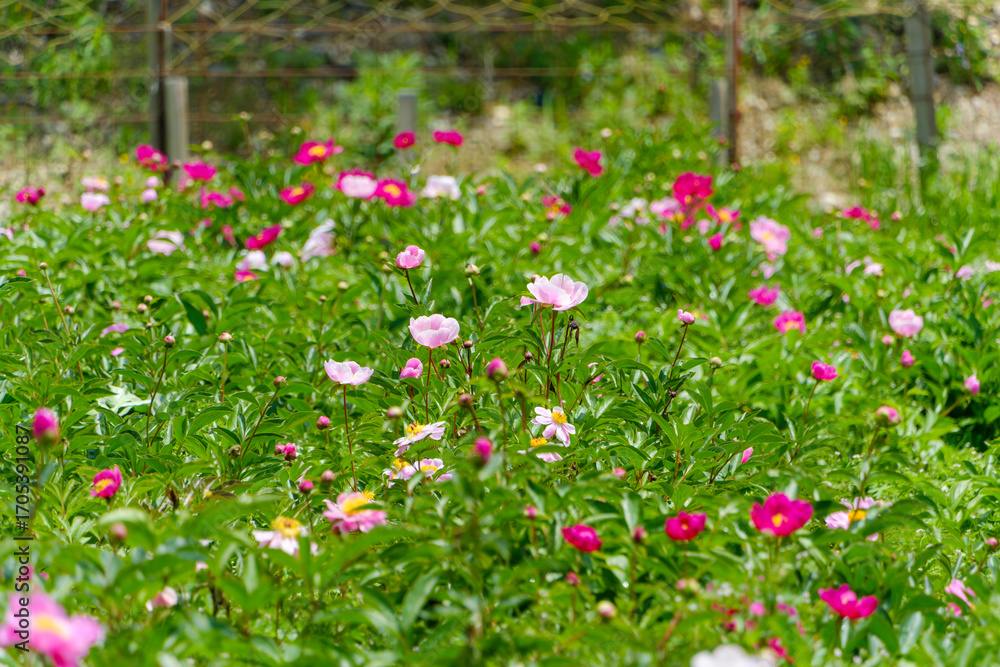 Fototapeta premium 緑の草原に広がるピンクのシャクヤクの花畑