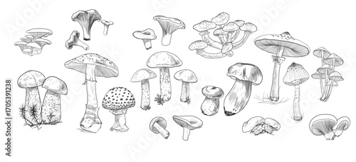 Set of images of mushrooms. Vector illustration
