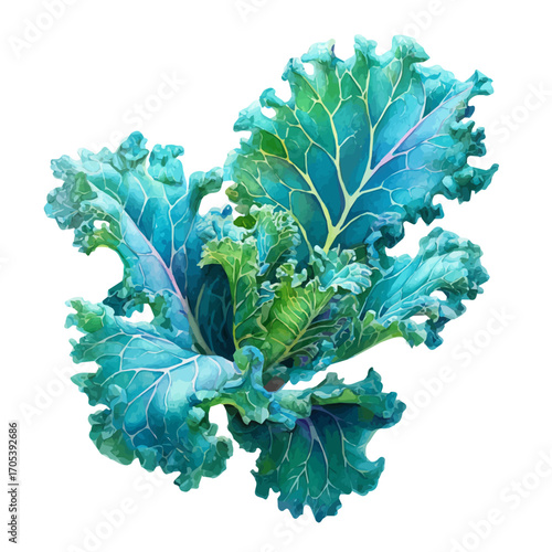 Kale, watercolor drawing vector, isolated on a white background.