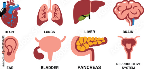 Illustration of human organs on a white background view