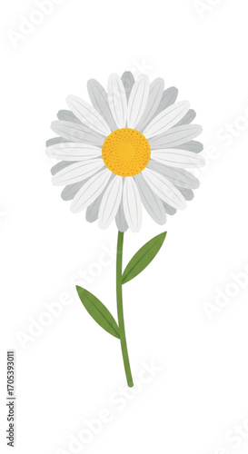 A single daisy flower with green stem and leaves.