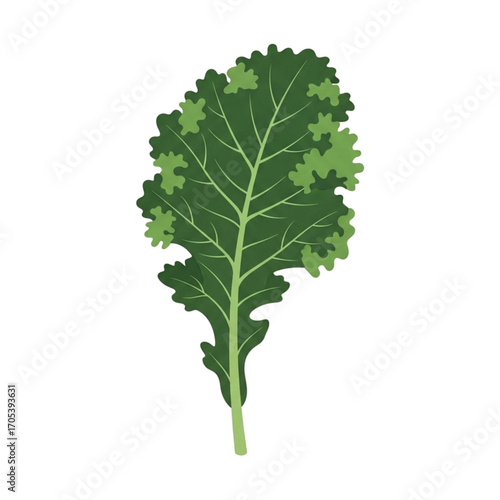 A single green kale leaf with a detailed vein structure.