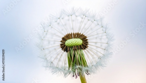 Wallpaper Mural dandelion on blue background Torontodigital.ca