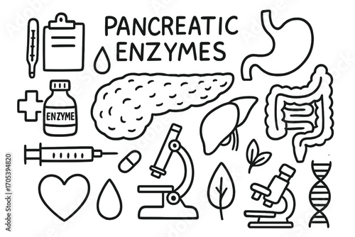 Pancreas Anatomy Doodles. Hand-drawn doodle illustration pancreatic enzymes anatomy pancreas, enzyme bottle, stomach, intestines,
