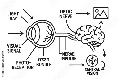 Optic Nerve Diagram. Hand-drawn doodle illustration optic nerve function eye, optic nerve, light ray, visual signal, brain, visual