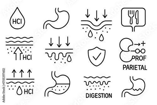 Stomach Acid Defense. Hand-drawn doodle illustration gastric acid and lining acid drop, stomach wall, mucus shield, epithelial