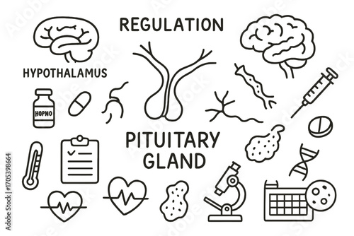 Pituitary Gland Icons. Hand-drawn doodle illustration pituitary gland regulation hypothalamus, pituitary gland, brain, hormone
