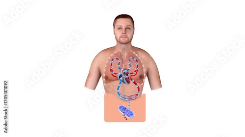 2D and 3D medical graphic showing human respiratory and circulatory system with oxygen and carbon dioxide gas exchange