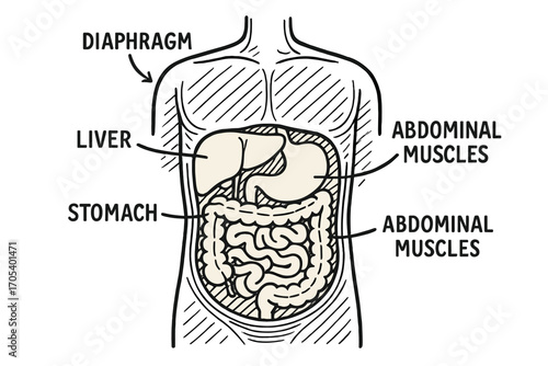 Abdomen Anatomy Doodle. Hand-drawn doodle illustration abdomen cross-section stomach cutaway, liver cross-section, intestines view