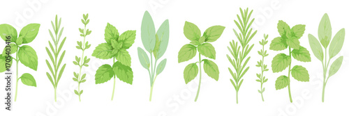 Fresh culinary herbs: basil, mint, rosemary, sage for cooking and aromatherapy