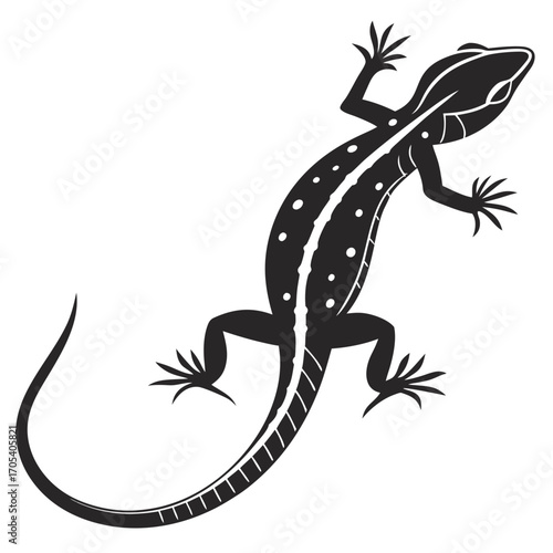 lizard on white background