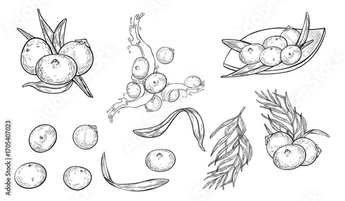 Acai berries, juice splash black white vector clipart. Fresh berries on plate outline illustration isolated on white. Superfood and botanical elements hand drawn ink. Fruit, leaf for design packaging.