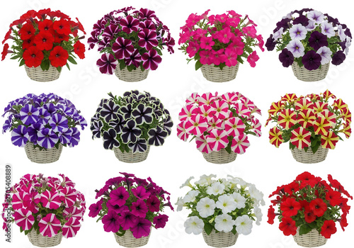 Various colored petunia flower arrangements isolated PNG with Transparent Background