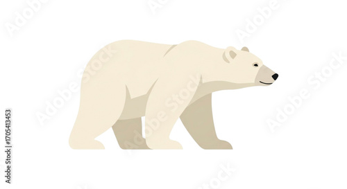 Polar Bear Walking on White Background.