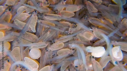 Junge Forellen mit Dottersack als Fischbrut kurz nach dem Schlupf aus dem Ei in der Fischzucht mit Unterwasservideo